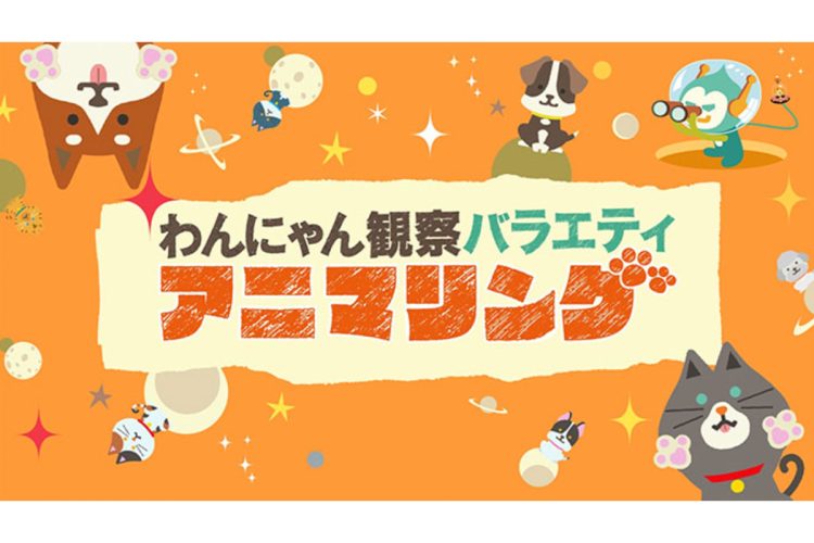 これまでにない動物バラエティとして注目を集めている『わんにゃん観察バラエティ アニマリング』(TBSの公式サイトより)