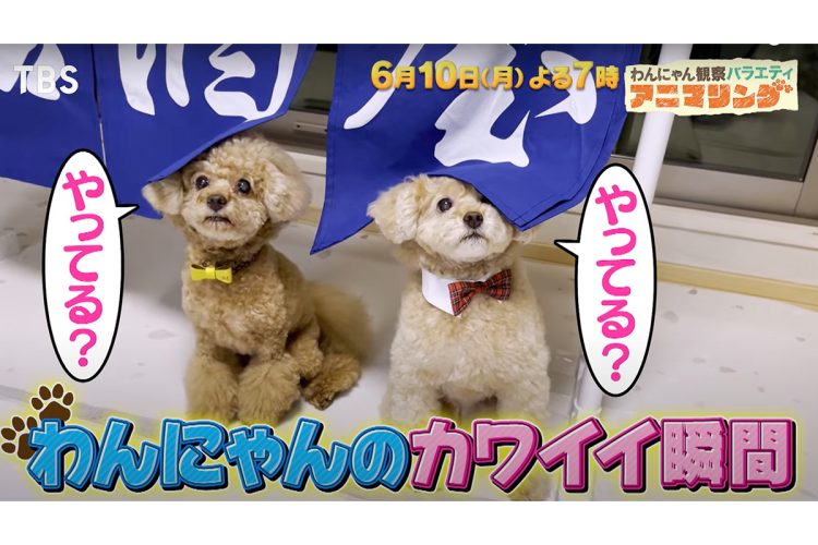 わんにゃんのカワイイ瞬間をキャッチ(TBS公式YouTubeより)