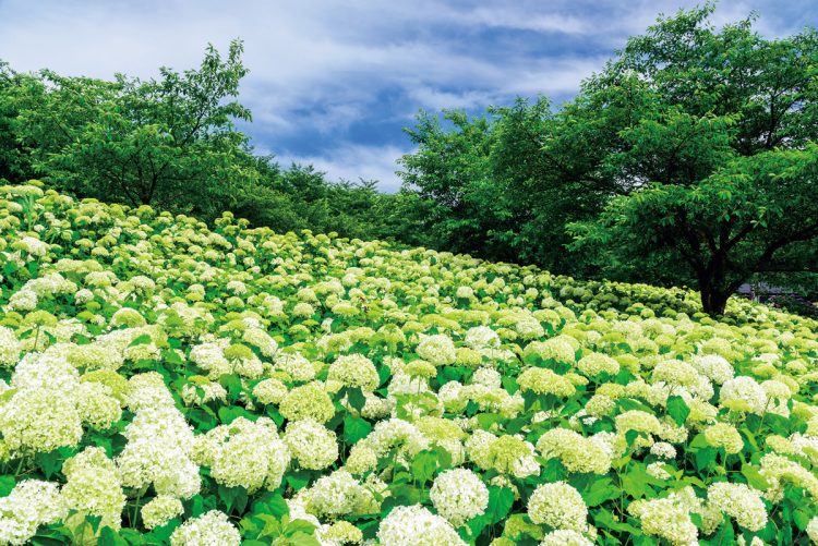 幸手権現堂桜堤