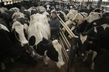 ホルモン剤を使って牛の“大量生産”が行われる、米サンフランシスコの肥育農場。(写真/AP/Aflo)
