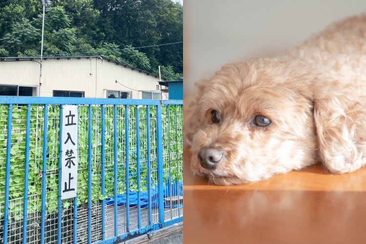 人里離れた奥地にある繁殖施設（※犬の写真はイメージです）