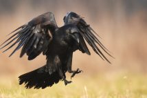 カラスは3本の鋭い爪を持つ(写真/PIXTA)