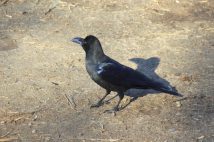 【正当防衛は認められない】カラスの襲撃に傘で応戦したら「鳥獣保護法」違反になる? 処罰されるか否かの境界線を弁護士が解説