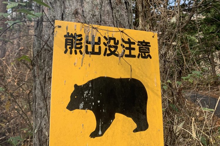 クマの被害は増加傾向にある（時事通信フォト）