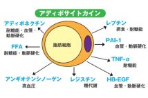 【肥満と生活習慣病の関係】内臓脂肪が蓄積するとさらに太るという悪循環 肥満による慢性炎症を防ぐには「腹七分目」を心がける【医師が解説】