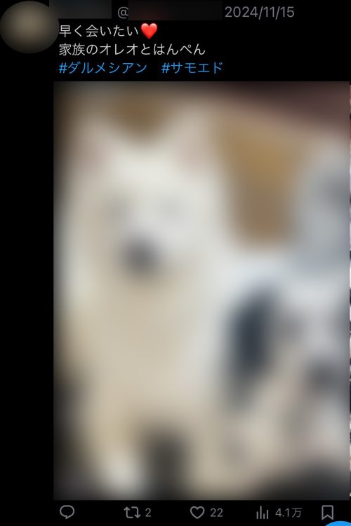 飼っていた愛犬の写真が複数投稿されている(Xより)