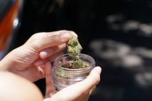 大麻の花。幻覚を引き起こす成分が含まれており、日本では一般の栽培や所持が禁止されている(イメージ)