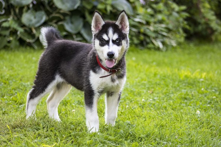 ブームになって一時的に人気が出ても、大型犬を実際に迎えられる家庭は限られている(イメージ)