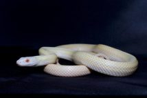 《奥深いヘビの世界へようこそ》世界の4100種を“ざっくり分類”で解説 食べ物の好き嫌い、糞をため込む小太りヘビ、頸の後ろのフードを広げるコブラは少数派