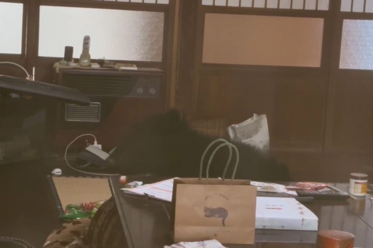 捕獲されたクマは放獣された(2024年12月)