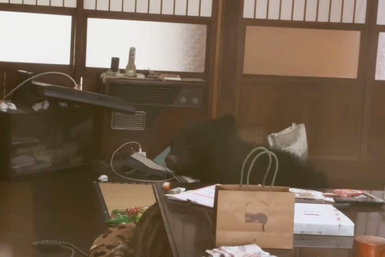 昨年福島県のとある自宅に侵入したクマ。周囲の物が散乱している(2024年12月)