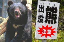 昨年12月23日、福島県喜多方市の山間部にある民家にクマが出現した(写真はイメージです)