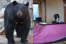 昨年12月23日、福島県喜多方市の山間部にある民家にクマが出現(写真はイメージです)
