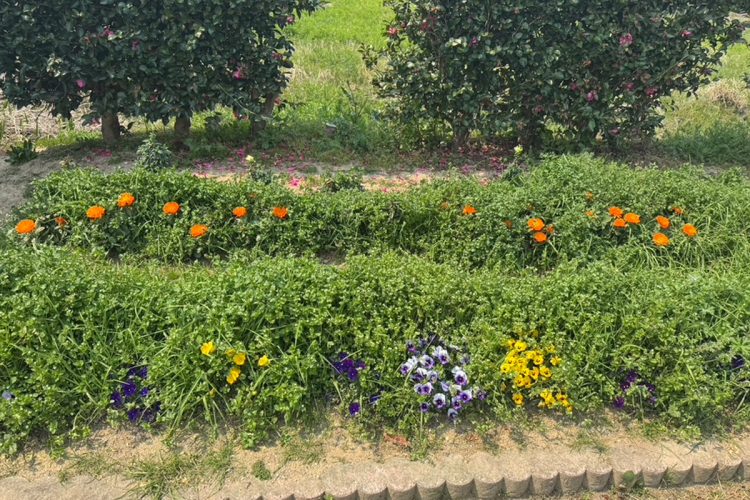 古橋容疑者は『花の会』の会長をつとめ、花の栽培をしていたという