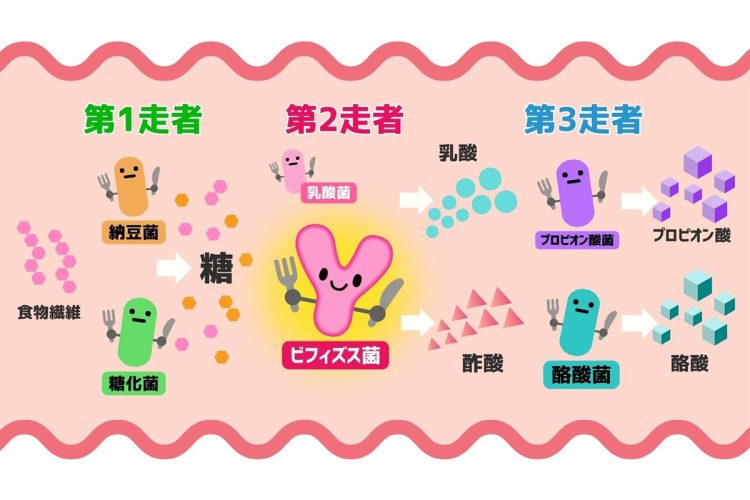 腸内での“菌のリレー”を整えるのが大切！　第2走者のビフィズス菌は「決定的に大事な役割を担っています」（國澤先生）