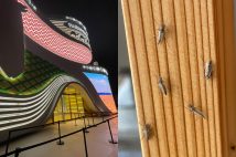 大阪・関西万博で「虫が大量発生」という新たなトラブルが勃発(写真/読者提供)