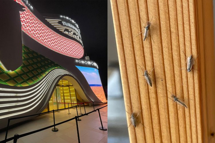 大阪・関西万博で「虫が大量発生」という新たなトラブルが勃発（写真／読者提供）