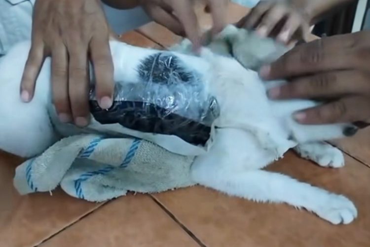子猫と見られる(Ministerio de Justicia y Paz/Facebook)