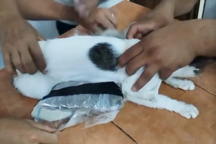 違法薬物のマリファナとコカインが巻き付けられていた(Ministerio de Justicia y Paz/Facebook)