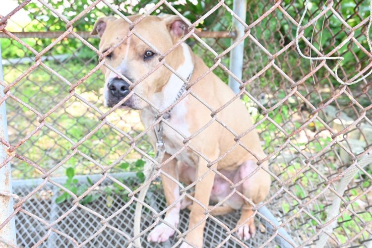確保されたピットブルは体長約1メートルの雄