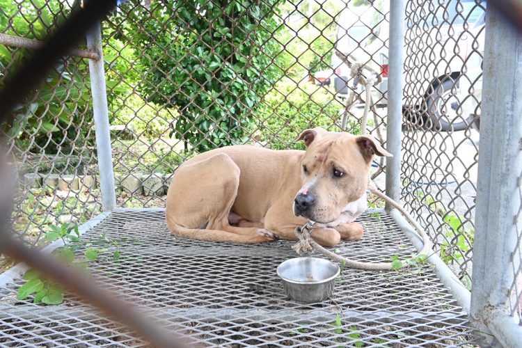 基地外でアメリカ軍関係者に飼われている闘犬については実数さえも把握できないという状況