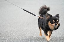 犬も猫も嫌いではないが……(イメージ)
