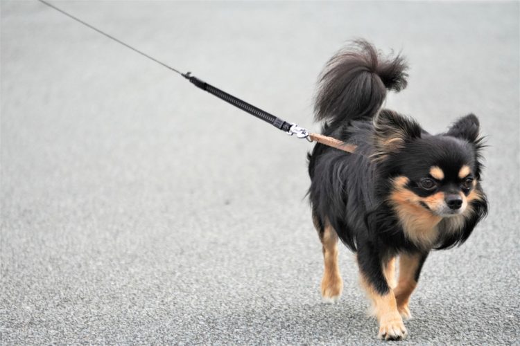 犬も猫も嫌いではないが……（イメージ）
