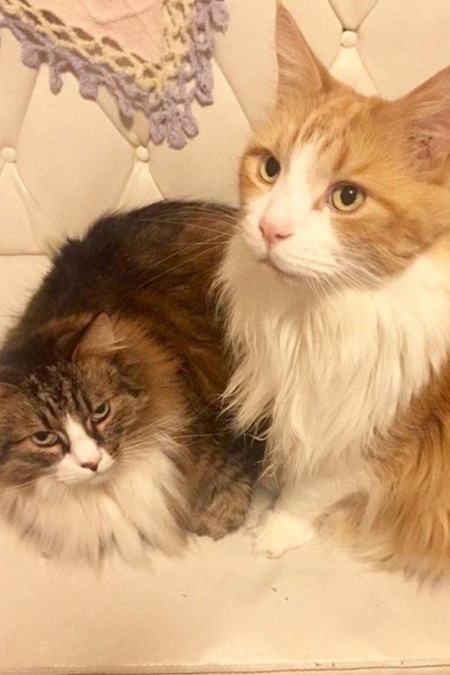 愛猫家としても知らレテいた(ブログより)
