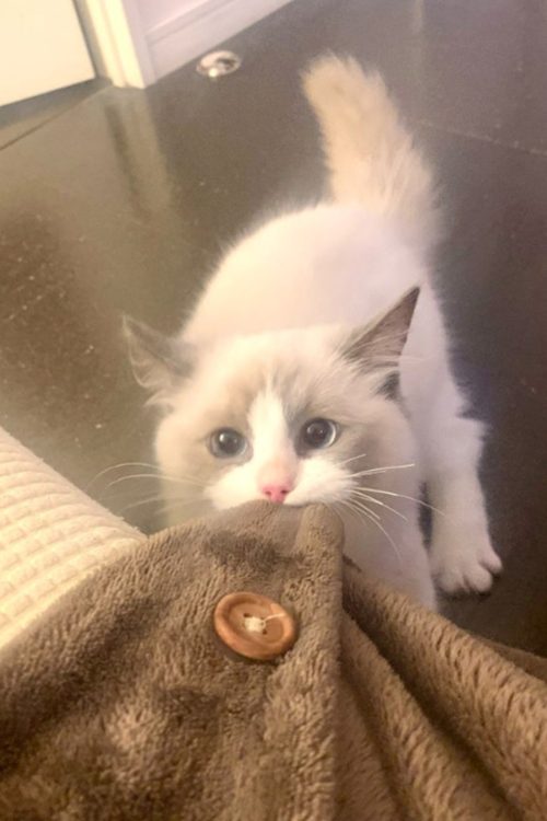ラグドールのオス猫「愁(しゅう)くん」(ブログより)