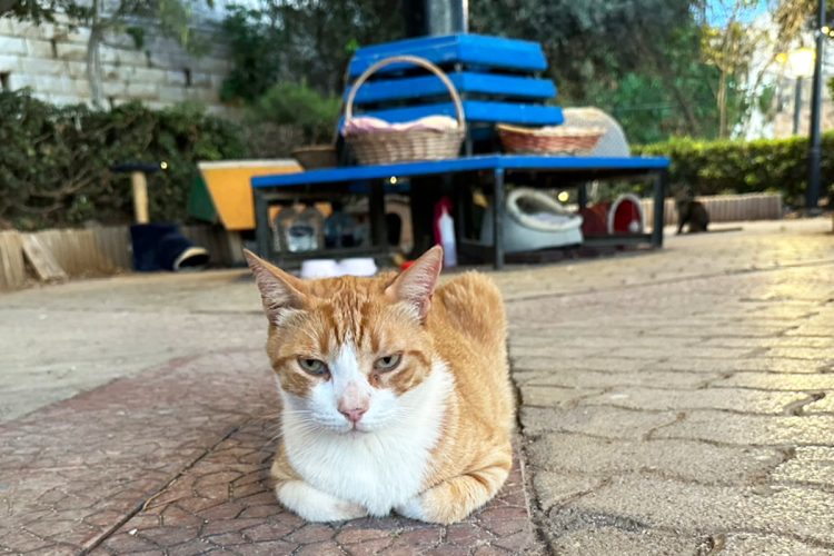 人間の2倍の数の猫がいるとの説明も