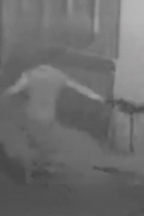 防犯カメラには猫の尻尾を掴み、振り回すように走る様子が（海外メディアより）