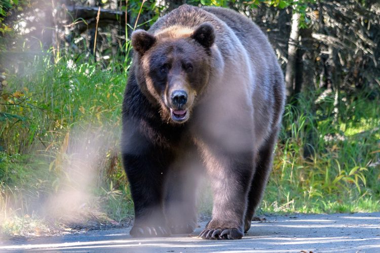 クマと出会った時にはどうすればいいのか（getty imageより）