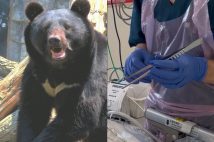 クマ外傷の専門書が出版された（画像はgetty image、右は中永氏提供）