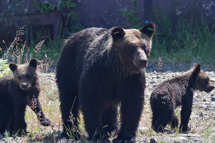 ヒグマの親子のイメージ（時事通信）