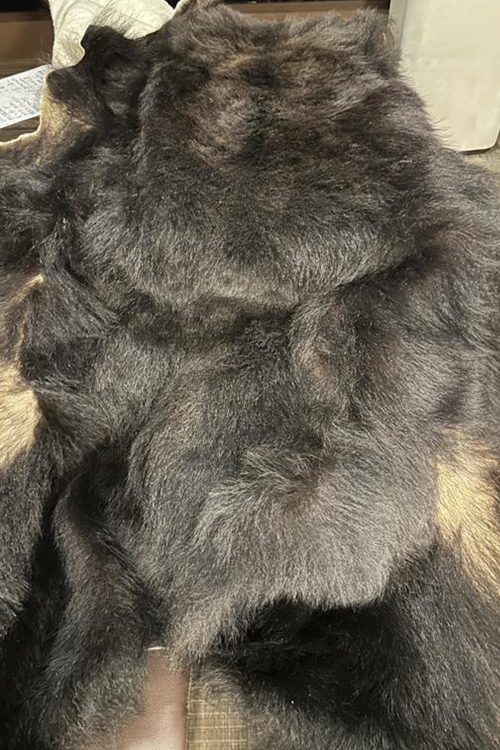 北海道で射殺されたヒグマの毛皮。ゴワゴワとしていて硬い毛並みだったという(読者提供)