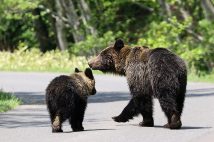 ヒグマの親子のイメージ（時事通信）