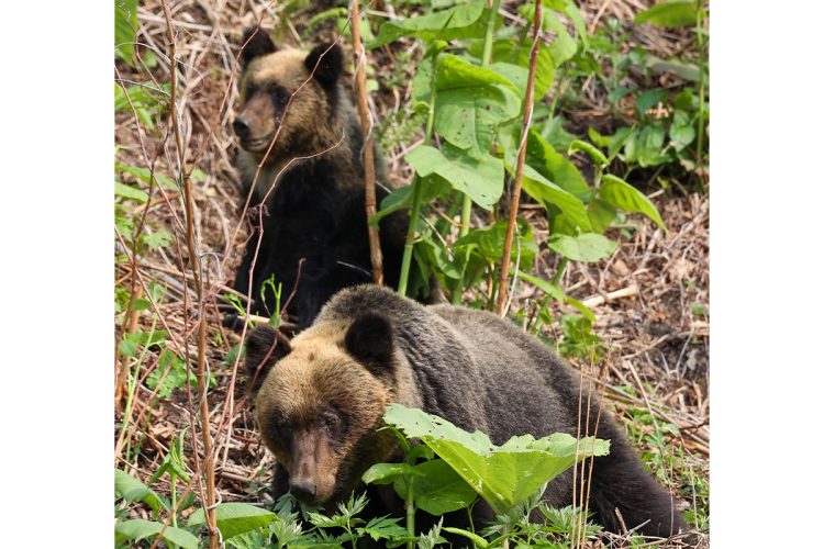 ヒグマの親子のイメージ（時事通信フォト）
