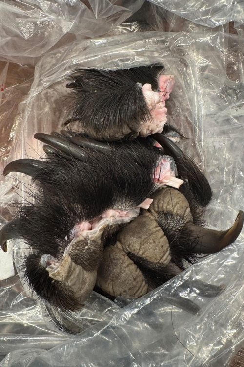 北海道に生息するヒグマは体重300キロを超える個体も