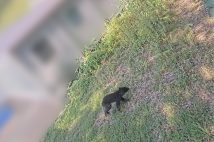侵入したクマ