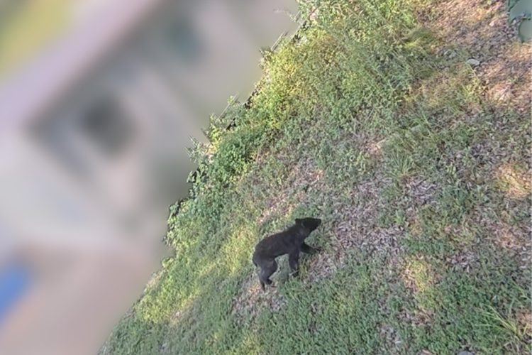 侵入したクマ