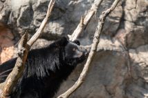 クマは鋭いツメと肉球を利用して木に登る（写真提供／イメージマート）
