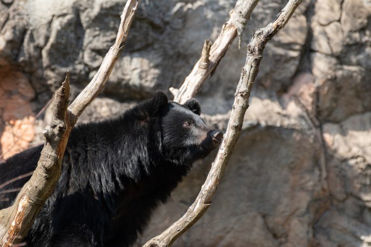 クマは鋭いツメと肉球を利用して木に登る（写真提供／イメージマート）
