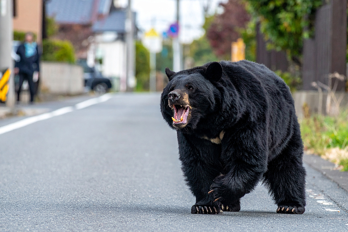 市街地でのクマ出没が増加》「街には魅力的な餌がある」「人間は危害を