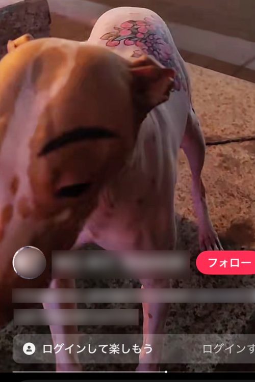 タトゥーが施されたのはメキシコ原産の犬種「メキシカン・ヘアレス・ドッグ」