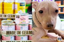 背中にびっしりとタトゥーが施された犬が中国で物議に（FB,REDより）