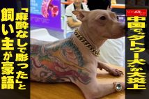 【動画】中国で“タトゥー犬”が大炎上　「麻酔なしで彫った」と飼い主が豪語