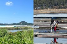 新衣島ではこうしたのどかな風景（写真左）が延々と続く（写真右：共同通信。写真はイメージ）