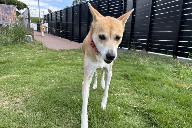 坂上さんと暮らす家族たち（坂上のブログより）