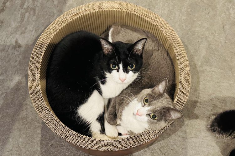 自宅には“27きょうだい”と暮らしている（坂上のブログより）