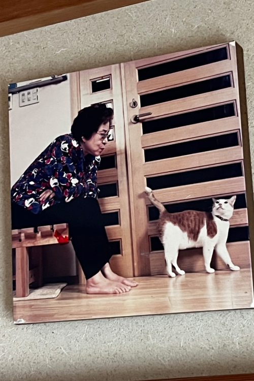 猫と浅香さん
